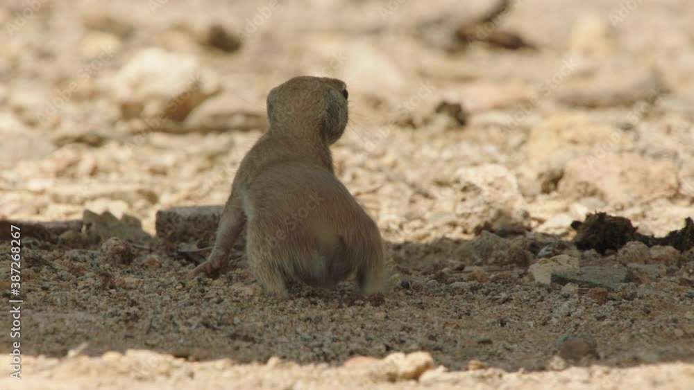 Round tailed ground squirrel wagging tail, New Mexico, USA Round tailed ground squirrel wagging tail, New Mexico, USA