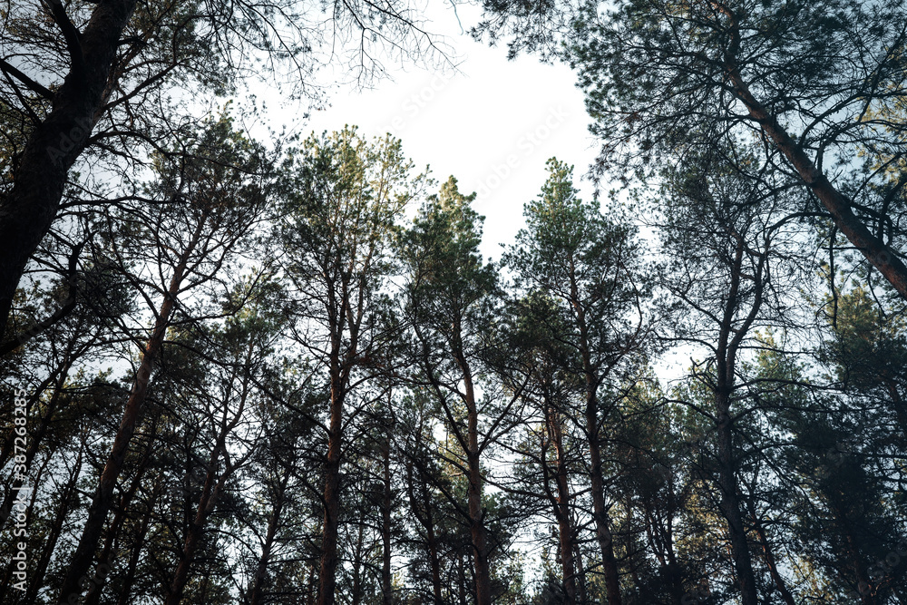 Low angle view of pine forest. Fantasy setting Low angle view of pine forest. Fantasy setting