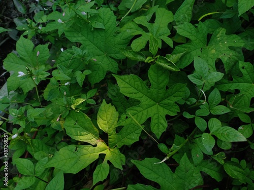 Momordica balsamina or forest pare that grows wild in the forest