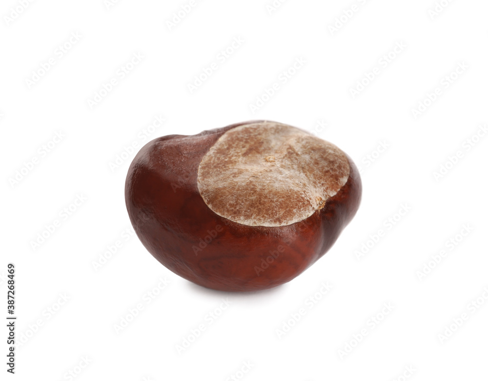One brown horse chestnut isolated on white One brown horse chestnut isolated on white