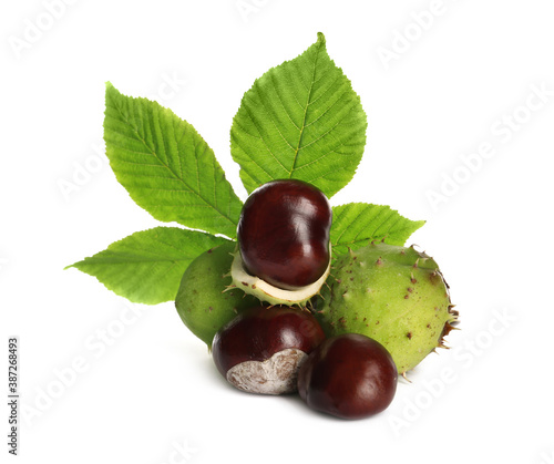Horse chestnuts and tree leaf on white background