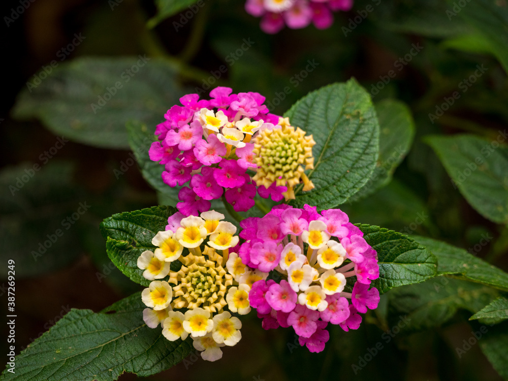 Lantana Camara, Yellow and Pink Flowers in the Botanical Garden in Medellin, Colombia Lantana Camara, Yellow and Pink Flowers in the Botanical Garden in Medellin, Colombia
