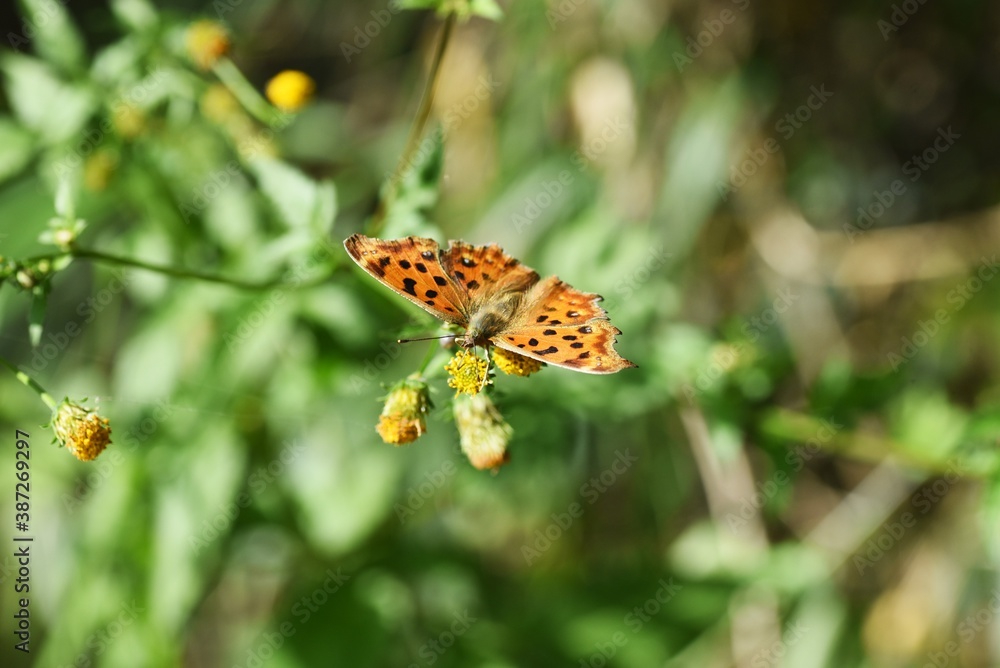 Butterfly sucking nectar / Autumn natural background material Butterfly sucking nectar / Autumn natural background material