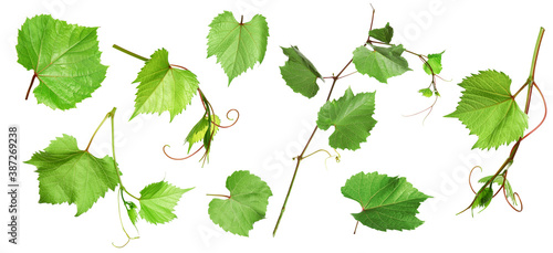 Set of grapevines with green leaves on white background. Banner design