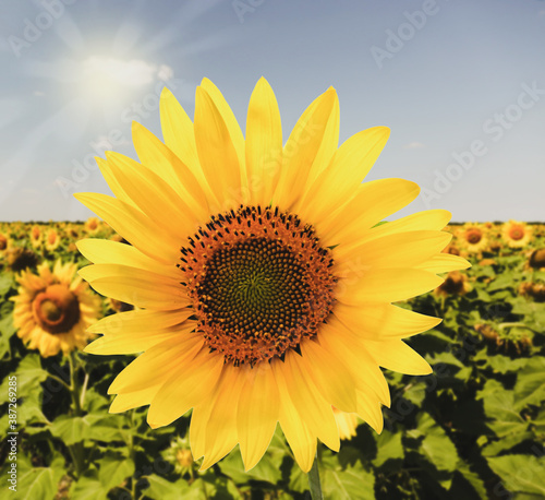 Beautiful sunflower in field on sunny day