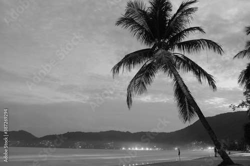 trees on the beach