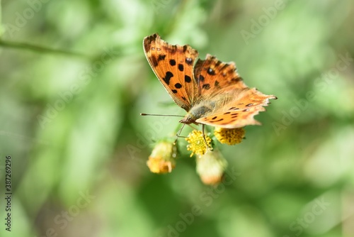 Butterfly sucking nectar / Autumn natural background material