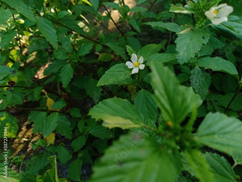 annual shrub Malvastrum coromandelianum photo