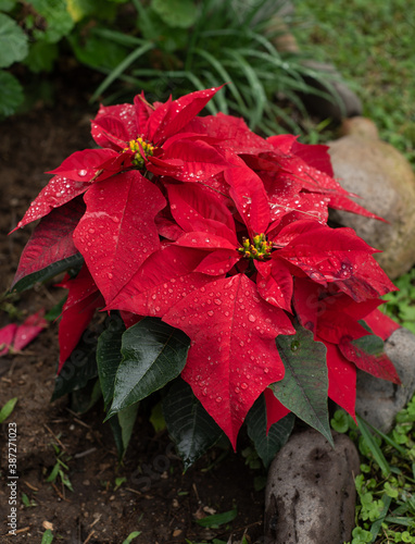 Nochebuena Roja