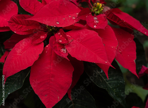 Nochebuena Roja