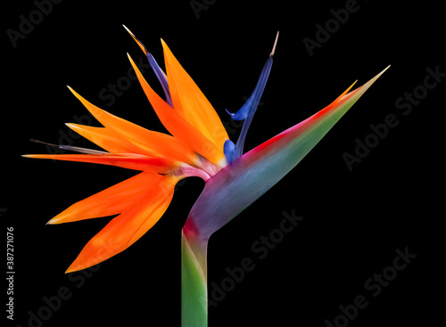 vividly colored bird of paradise flower closeup isolated on a black bacground © Kort Feyerabend