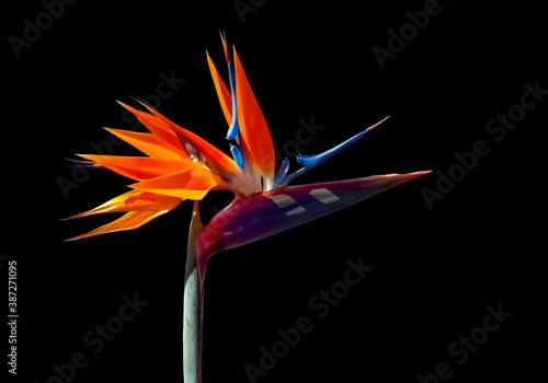 brightly colored bird of paradise flower back lit with shadows closeup isolated on a black background
