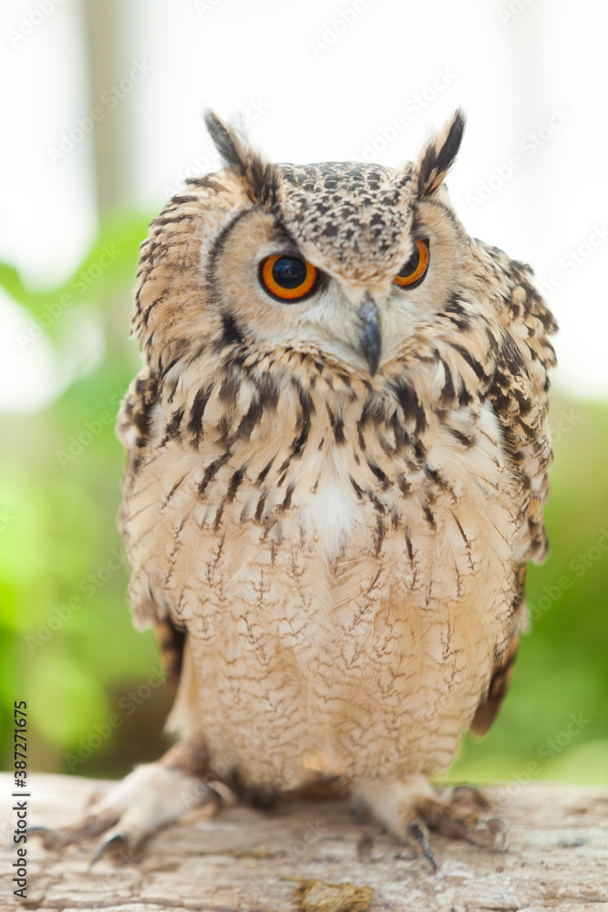 Naklejka premium ユーラシアワシミミズク