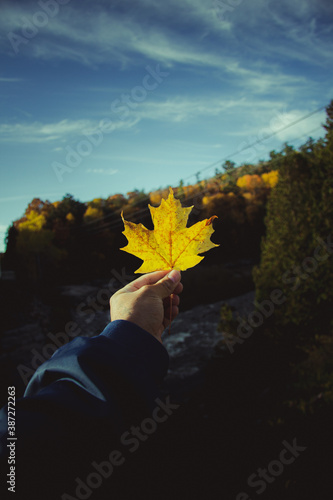 autumn leaves in the wind