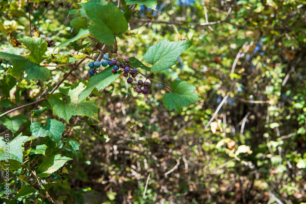 エビカズラ/実が成ったヤマブドウ(Vitis coignetiae)の蔓 エビカズラ/実が成ったヤマブドウ(Vitis coignetiae)の蔓