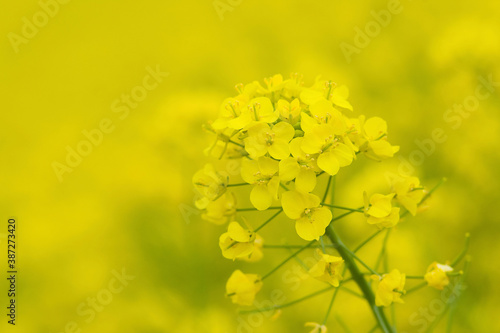 黄色い菜の花