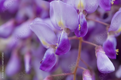 藤の花