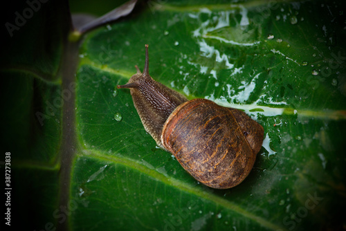 Caracol silvestre en una hoja hoja verde mojada en un día nublado