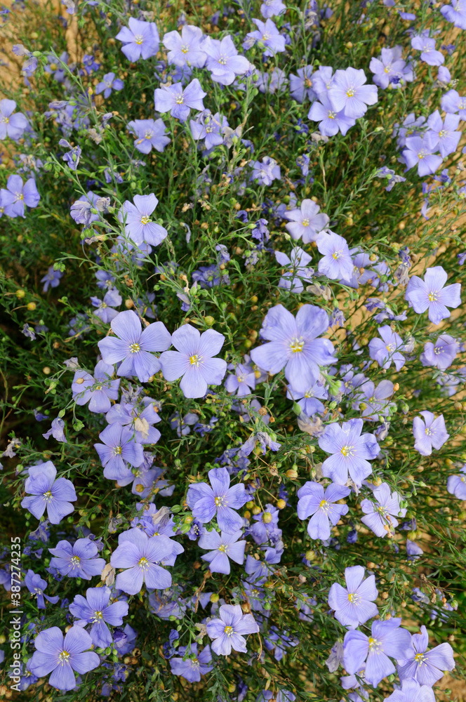 ハーブの花フラックスブルー