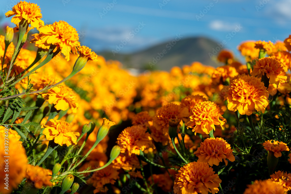 Campo de flor de cempasúchil, flor para altar de Día de Muertos foto de  Stock | Adobe Stock