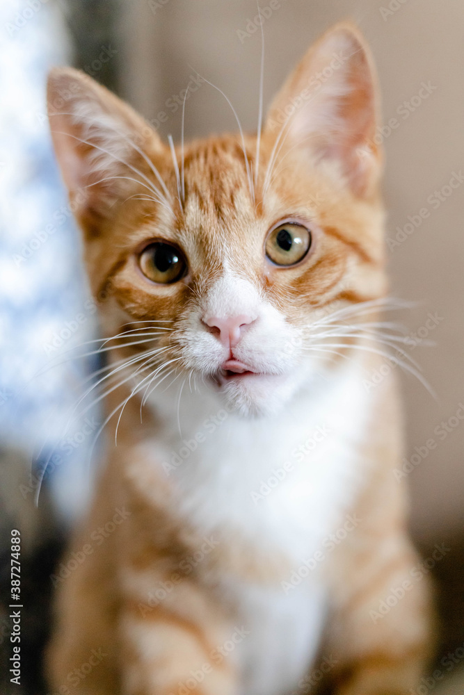 close-up of the muzzle of a ginger cute kitten