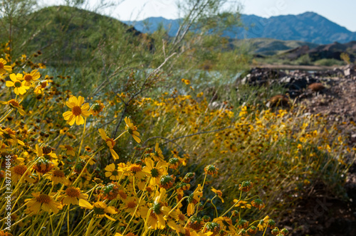 flowers in the mountains