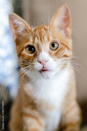 close-up of the muzzle of a ginger cute kitten © Sergey