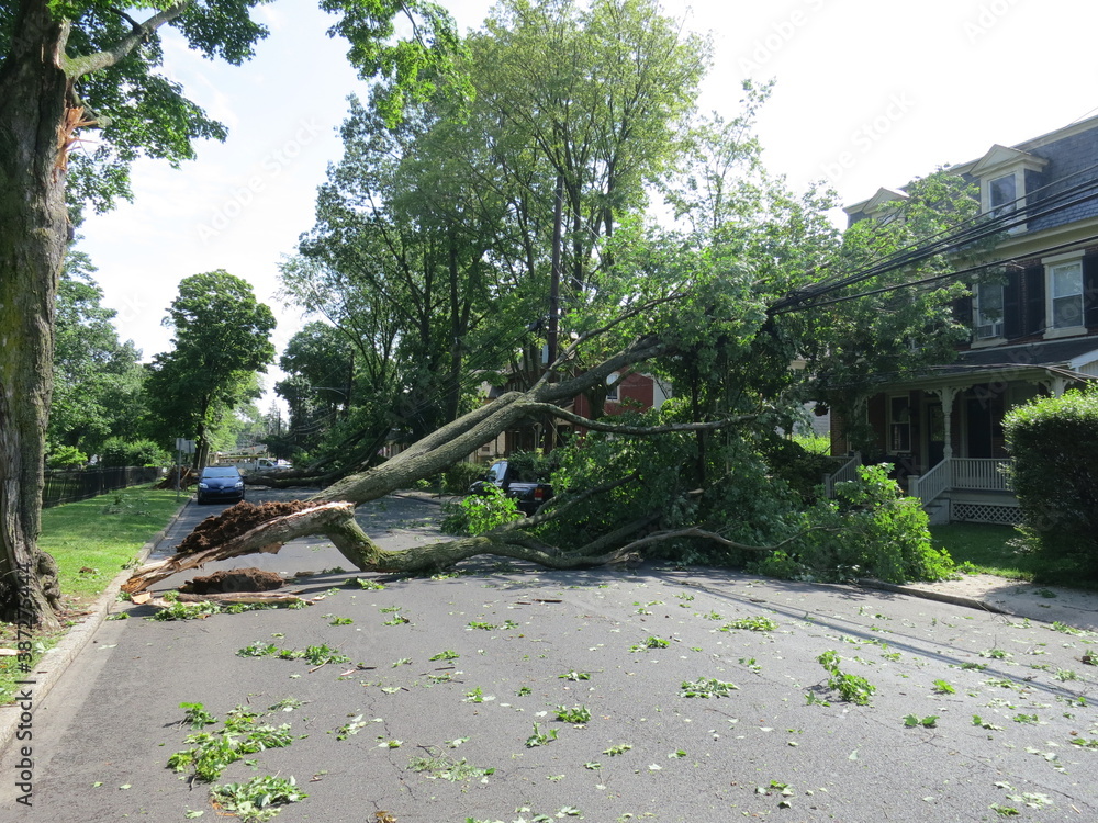 Large tree limb falls on power lines on residential street after