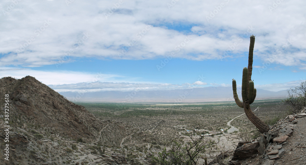 The arid desert. Panorama view of a giant cactus, Echinopsis atacamensis, also known as Cardon, growing high in the mountains. The aboriginal city ruins of the Quilmes civilization in the background.