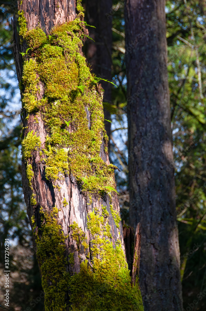 Mossy Tree Trunk Mossy Tree Trunk