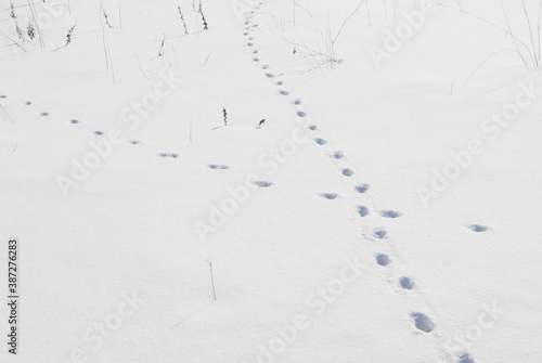 足跡　冬　雪　枯れ草