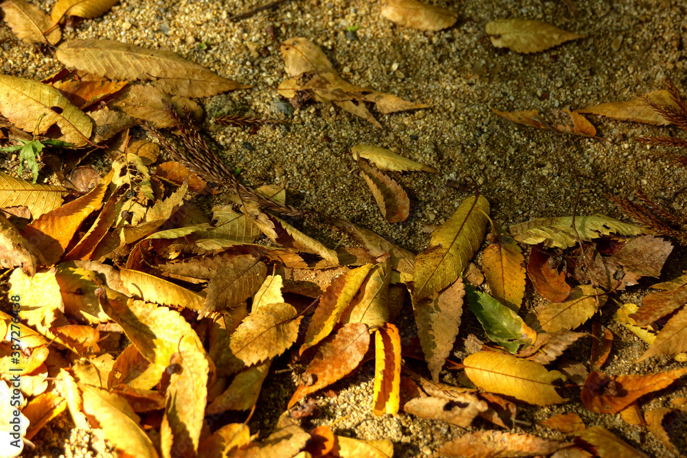 Naklejka premium けやきの枯葉