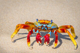 Wonderful crab on Sancho Beach in Fernando de Noronha Island - Brazil