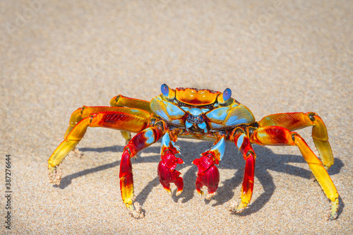 Obraz na plátně Wonderful crab on Sancho Beach in Fernando de Noronha Island - Brazil