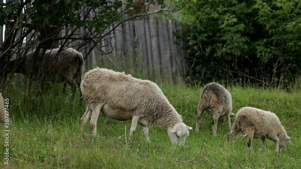 Eco farming concept. Beautiful, healthy, well-groomed, rams, sheep and young lambs graze in meadow. Cloudy rain day, pasture, green grass. Eco farming concept. Beautiful, healthy, well-groomed, rams, sheep and young lambs graze in meadow. Cloudy rain day, pasture, green grass.