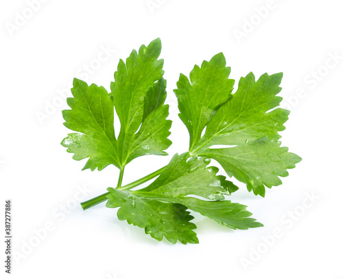 clipping path celery isolated on white background