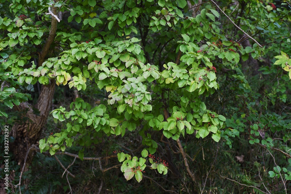 Linden viburnum (Viburnum dilatatum)  berries / Viburnaceae deciduous shrub.