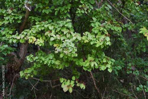 Fototapeta Naklejka Na Ścianę i Meble -  Linden viburnum (Viburnum dilatatum)  berries / Viburnaceae deciduous shrub.