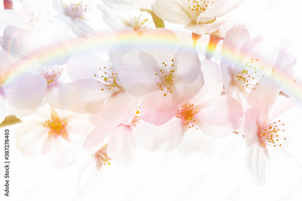 Obraz premium さくら