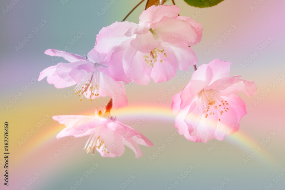 Obraz premium カイドウ