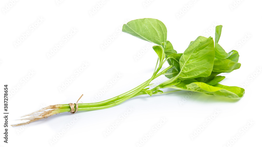 spinach vegetable isolated on white background clipping path spinach vegetable isolated on white background clipping path