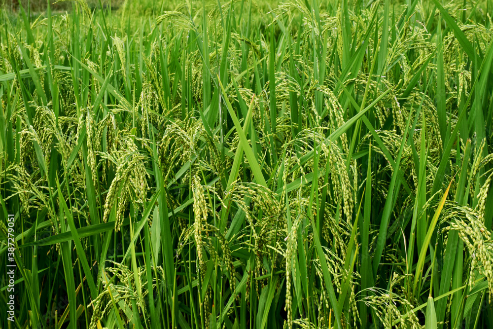 Plant of green rice fields at landscape Thailand Plant of green rice fields at landscape Thailand