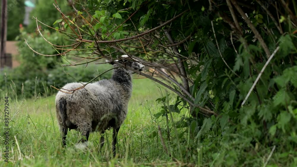 Rams, ewes and lambs graze around the village buildings on the summer meadow near country road Rams, ewes and lambs graze around the village buildings on the summer meadow near country road