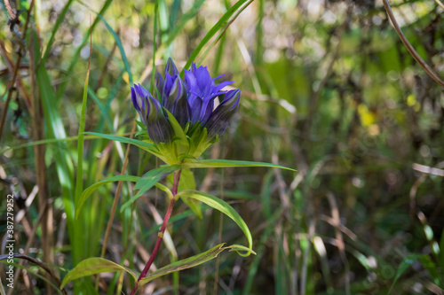 リンドウ／咲き始めたエゾオヤマリンドウをアップ／Gentiana triflora var. japonica subvar. montana photo