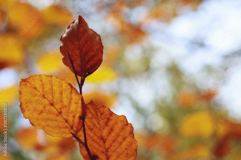 Autumn leaves in the sun on a tree in the sun background Autumn leaves in the sun on a tree in the sun background