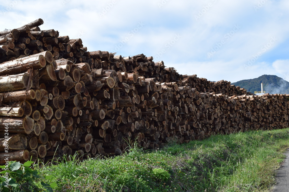 積まれた大量の丸太