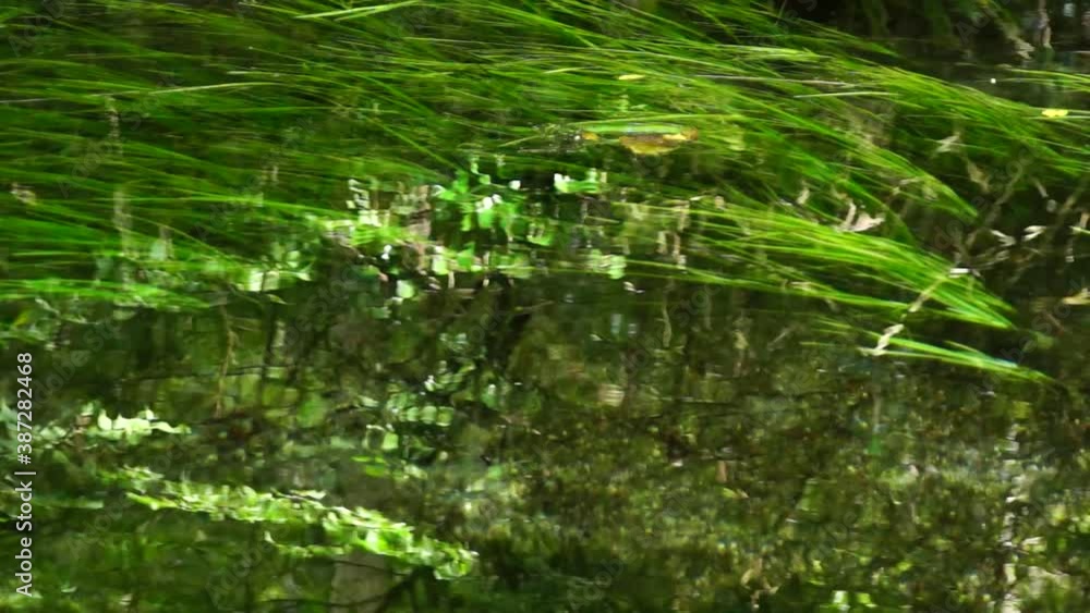 阿蘇山吹水源の水草 阿蘇山吹水源の水草