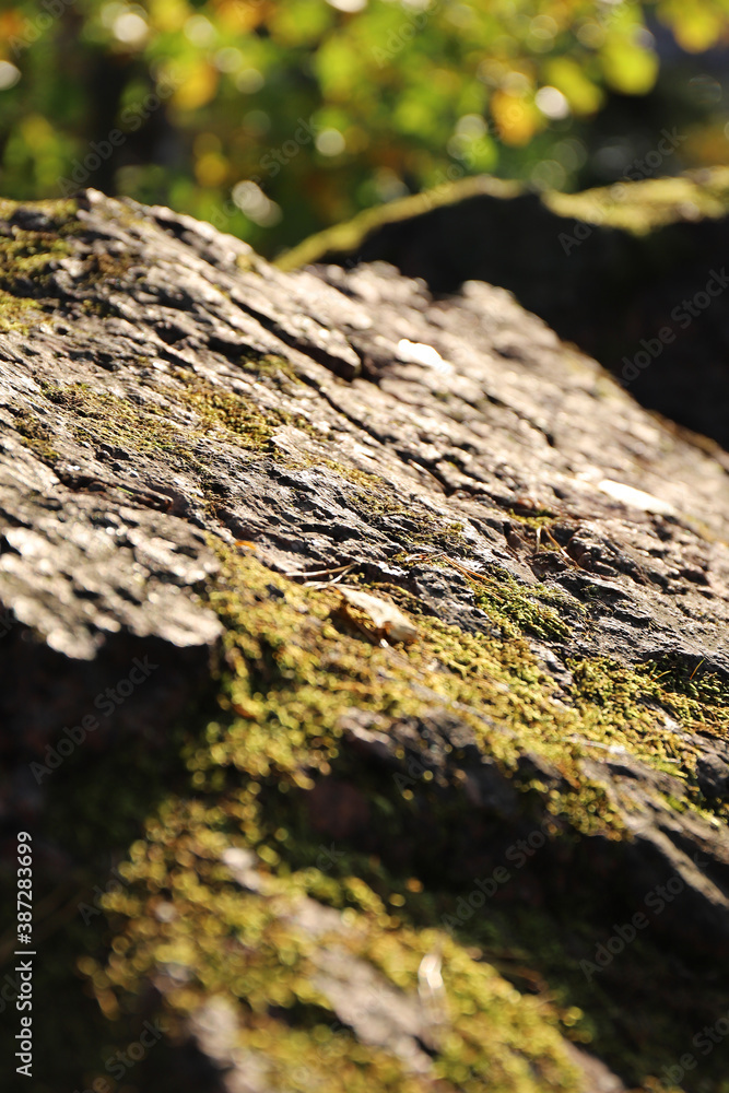 Ancient textured stone in the forest illuminated by the sun Ancient textured stone in the forest illuminated by the sun
