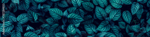 closeup tropical dark green leaf background. Flat lay  fresh wallpaper banner concept