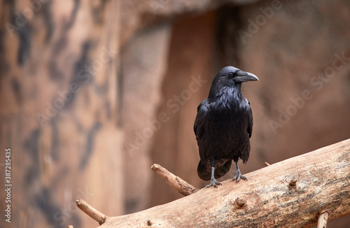 Black Raven standing on Pine Needles